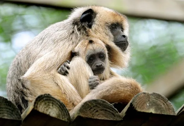 Twelve week-old Black and Gold Howler monkey, Donatello with its mother Lottie at Twycross Zoo, Warwickshire, on May 22, 2013. Donatello is the latest addition to Twycross Zoo's large family group of Howlers.  (Photo by Rui Vieira/PA Wire)