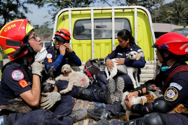 Firefighters hold rescued animals at an area affected by the eruption of the Fuego volcano in the community of San Miguel Los Lotes in Escuintla, June 5, 2018. (Photo by Luis Echeverria/Reuters)