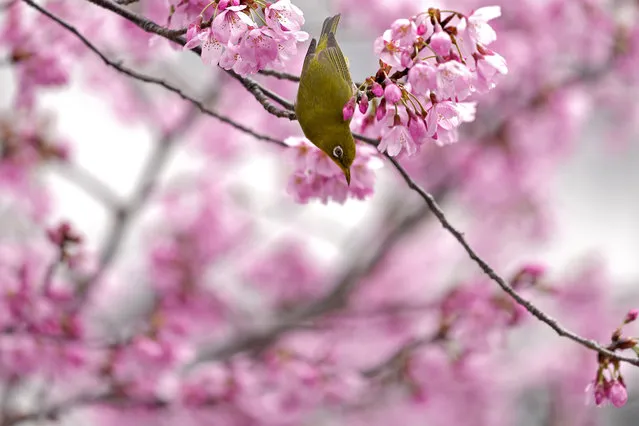 A Japanese white-eye, also known as Mejiro, drinks the nectar of a cherry blossom in Tokyo, Japan, Wednesday, March 23, 2022. People across Japan are celebrating the peak cherry blossom viewing season this week without Covid-19 restrictions in place for the first time in two years, but many people strolled under the trees to enjoy flowers and falling petals rather than drinking and eating at sitdown parties. (Photo by Shuji Kajiyama/AP Photo)