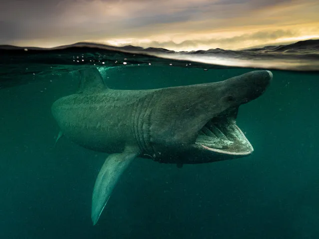 British waters wide angle category runner-up. The Great Migration by Mark Kirkland (UK), basking shark taken in Isle of Coll, Inner Hebrides, Scotland. (Photo by Mark Kirkland/Underwater Photographer of the Year 2021)