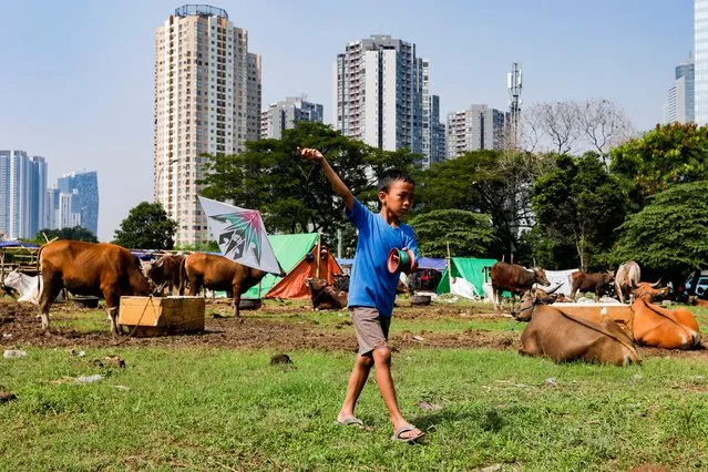 Ari, a 9-year-old, plays kite at a makeshift livestock market ahead of the Muslim festival of sacrifice, Eid al-Adha, in Jakarta, Indonesia on June 22, 2023. (Photo by Ajeng Dinar Ulfiana/Reuters)