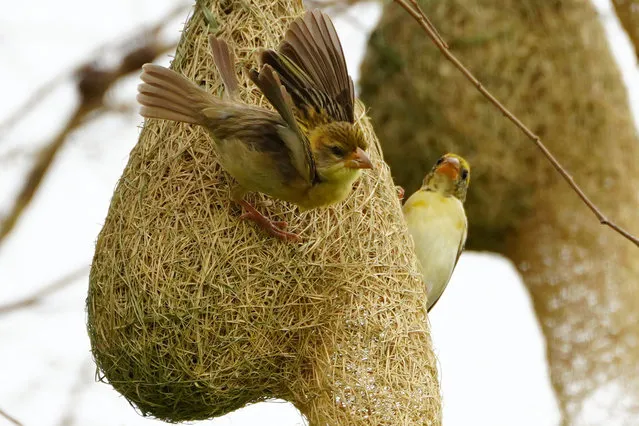 The baya weaver (Ploceus Philippinus) birds build their nest hanging from a tree on the outskirts of Ajmer, India on 02 July 2023. (Photo by ABACA Press/Rex Features/Shutterstock)