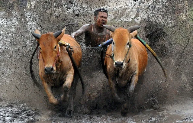 A jockey spurs his cows during Pacu Jawi practice in Tanah Datar, West Sumatra Province, Indonesia on March 13, 2021. (Photo by Iggoy el Fitra/Antara Foto via Reuters)