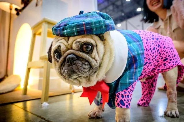 A French bulldog dressed in tartan stands in front of a stand at the 10th Thailand international Pet Variety Exhibition in Bangkok on March 26, 2021. (Photo by Mladen Antonov/AFP Photo)