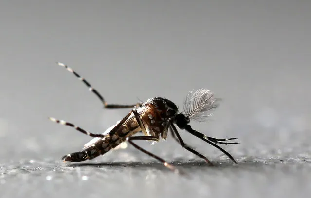 Genetically modified male Aedes aegypti mosquitoes are pictured at Oxitec factory in Piracicaba, Brazil, October 26, 2016. (Photo by Paulo Whitaker/Reuters)