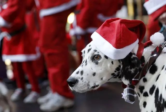 A dog with a Santa hat waits with its owner to start the annual charity Santa run in Loughborough, Britain December 4, 2016. (Photo by Darren Staples/Reuters)