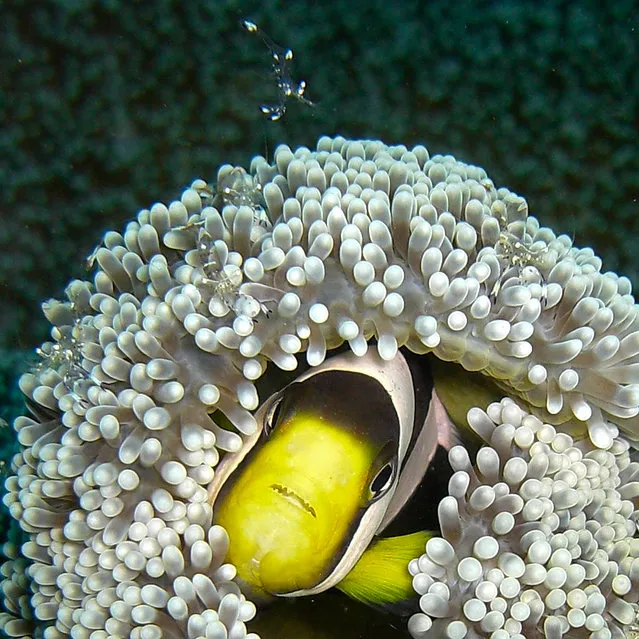 “Shrimp Attack! Hide!!” (Photo by David M. Hogan)