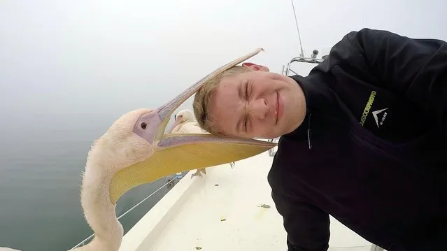 A pelican got its beak around Juan van den Heever, 18, a student and photographer from Pretoria, South Africa, during a family boat trip off Namibia. (Photo by Juan Van Den Heever/Caters News Agency)
