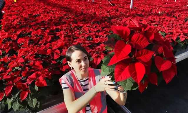 Viktoriya Matule inspects some of the hundreds of thousands of poinsettia plants being grown by Neame Lea Nurseries in Spalding, Lincolnshire, UK on November 12, 2018. The poinsettia is a plant which many people associate with Christmas, and these are about to be shipped out to lots of the major supermarkets. The poinsettia, also known as Christmas Star, originated in Mexico, and it's red and green foliage is perfect for festive floral displays. (Photo by Paul Marriott/Rex Features/Shutterstock)