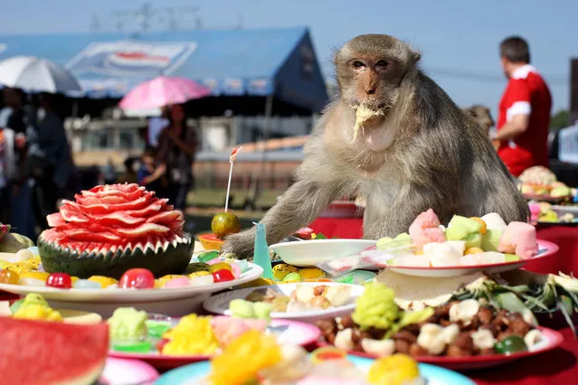 Monkeys enjoy the buffet laid on by locals in Lopburi, Thailand. The annual Monkey Festival is a thanksgiving for the estimated two thousand wild Macaques that roam around the town. (Photo by Deano/Splash News)