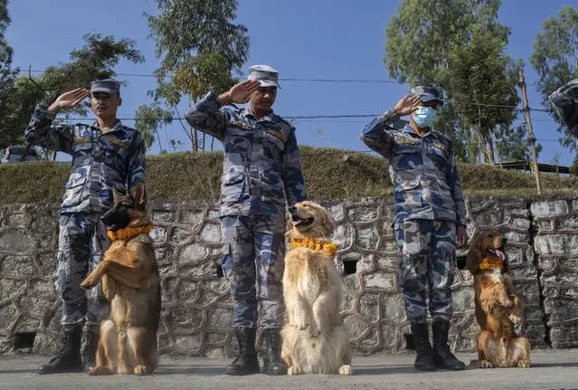 Nepalese Armed Police Force dogs perform an exercise during dog worship day, as part of the Tihar festival in Kathmandu, Nepal on November 12, 2023. The Tihar festival is the second major festival for Nepalese Hindus and this year is held for five days, begining on 11 November 2023. During the festival people worship crows, considered to be messengers of human beings; cows, considered as incarnations of lord Laxmi (the god of wealth); and dogs, repaying the love towards man's “best friend”. (Photo by Narendra Shrestha/EPA/EFE)