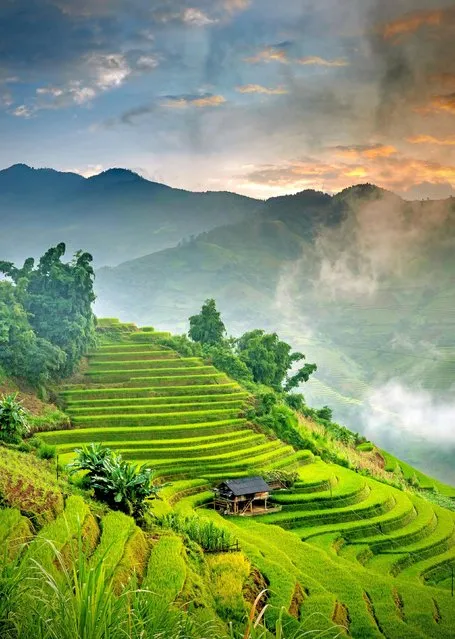 The “ladder fields” of Mu Cang Chai, Vietnam, form a mesmerising pattern of velvety green terraces along the contours of the hillside in the second decade of November 2023. (Photo by Nguyen Minh Tan/Solent News)
