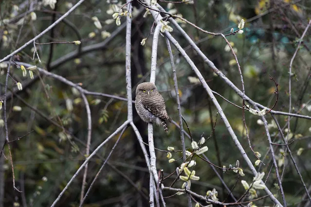 An Asian Barred Owlet sits in a bare willow tree in Dharmsala, India, Wednesday, February 20, 2019. Unlike most species of owls, this small owl is active during the day. (Photo by Ashwini Bhatia/AP Photo)