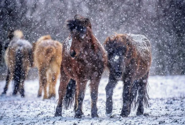Icelandic horses brave a snow storm at a stud farm in Wehrheim near Frankfurt, Germany, Monday, January 15, 2024. (Photo by Michael Probst/AP Photo)