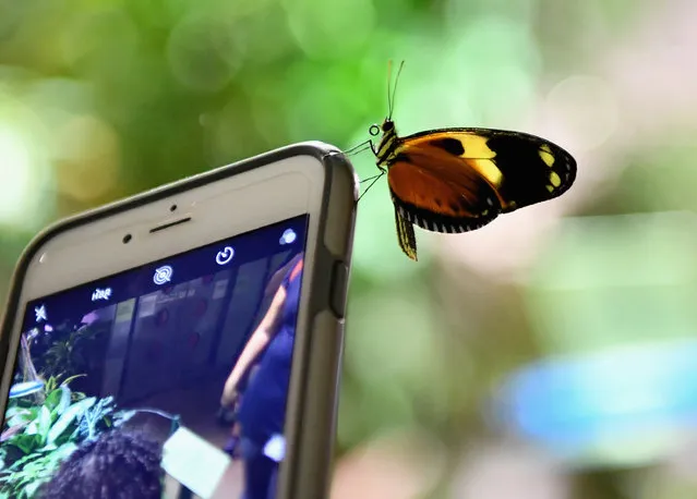 A butterfly sits on a mobile phone during a preview visit of the butterfly conservatory at the American Natural History Museum in New York on October 3, 2018. The Butterfly Conservatory houses up to 500 iridescent butterflies that hover above visitors in a 1,200-square-foot vivarium filled with lush foliage and blooming tropical flowers. (Photo by Angela Weiss/AFP Photo)