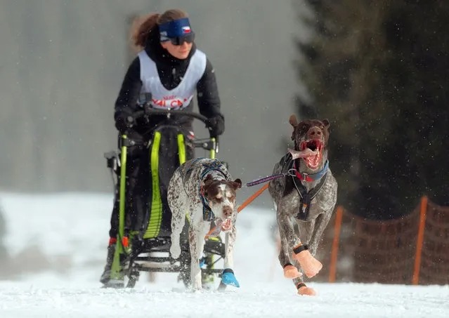 Sled dogs pull a Czech racer during second day of the 2nd International Dog Sled Championship at Snow Park Ladová near Stratená, Slovakia on 28 January 2024. (Photo by Robert Nemeti/Anadolu via Getty Images)