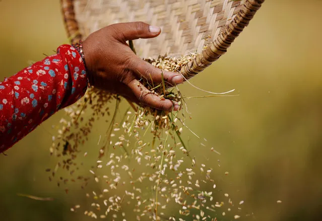The hand of a farmer is pictured as she harvests rice on a field in Lalitpur, Nepal, October 26, 2016. (Photo by Navesh Chitrakar/Reuters)