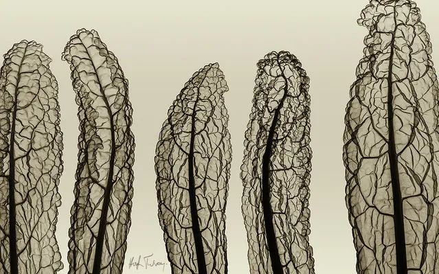 An x-ray of fern leaves, taken by British artist and photographer Hugh Turvey in London, England. (Photo by Hugh Turvey/SPL/Barcroft Media)