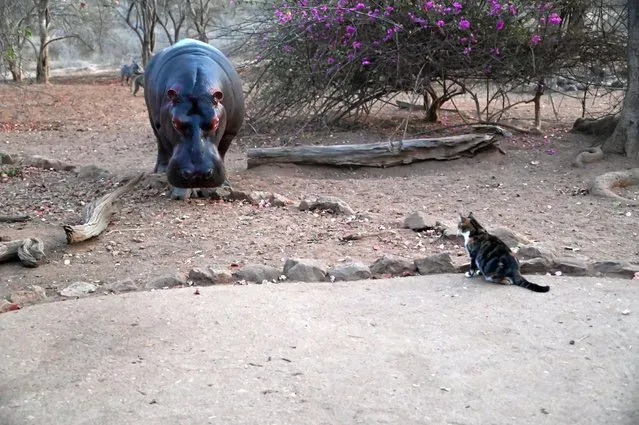 A wild hippo, nicknamed Steve, visits the Turgwe Hippo Trust headquarters in Chiredzi, Zimbabwe on September 19, 2021. The facility opened in 1992 to feed wild hippos and provide them with water during droughts. (Photo by Karen Paolillo/Rex Features/Shutterstock)