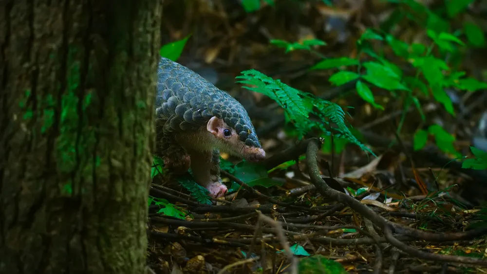 Cop26 Photographic Competition 2021