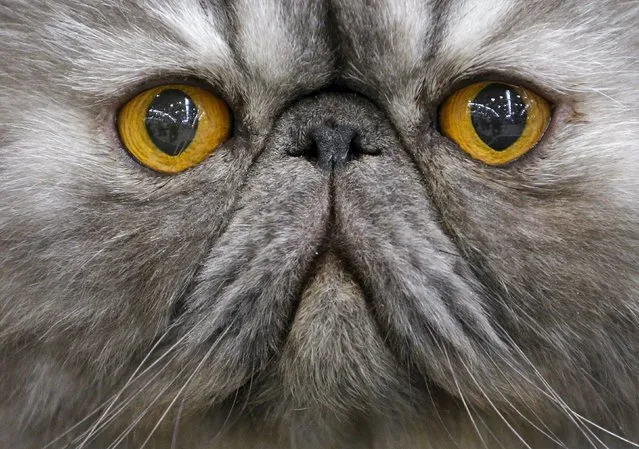 A Persian cat is seen during the Mediterranean Winner 2016 cat show in Rome, Italy, April 3, 2016. (Photo by Max Rossi/Reuters)