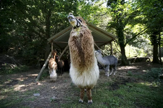 Alpacas of Lisa Vella-Gatt (not pictured) are seen at her farm near Benfeita, Portugal May 11, 2015. (Photo by Rafael Marchante/Reuters)