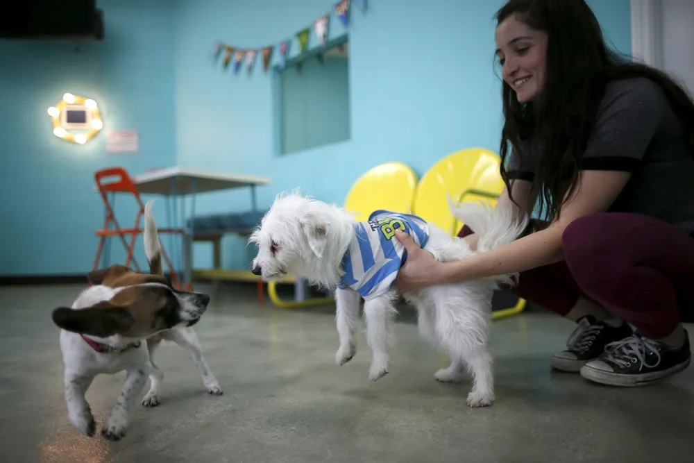 America's First Dog Cafe Opens in Los Angeles