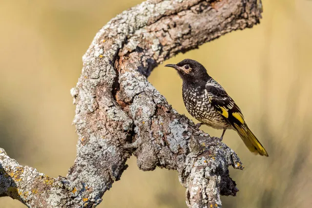 This undated handout photo received from Australian National University on March 17, 2021 shows a rare Australian songbird, a female regent honeyeater, at the Capertee National Park in New South Wales. A rapid decline in Australia's rare regent honeyeater is killing off the bird's “song culture”, with its young struggling to learn mating calls as adults disappear, according to new research on March 17, 2021. (Photo by David Stowe/Australian National University/AFP Photo)