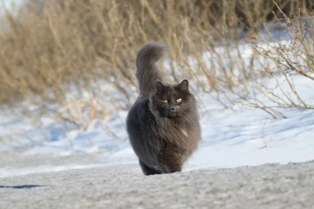 Sygmond The Grey Majestic Cat