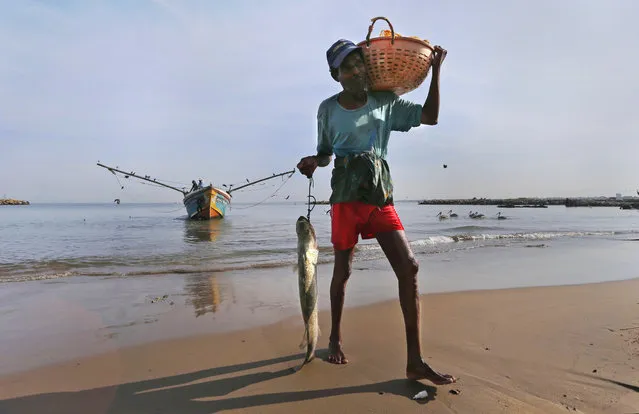 A Sri Lankan fisherman brings in his catch after returning from an overnight fishing trip in Colombo, Sri Lanka, Monday, April 18, 2016. The fisheries sector is a key component in Sri Lanka's social and economic life and fish products are an important source of protein for the nearly 20 million population of this Indian ocean island nation. (Photo by Eranga Jayawardena/AP Photo)