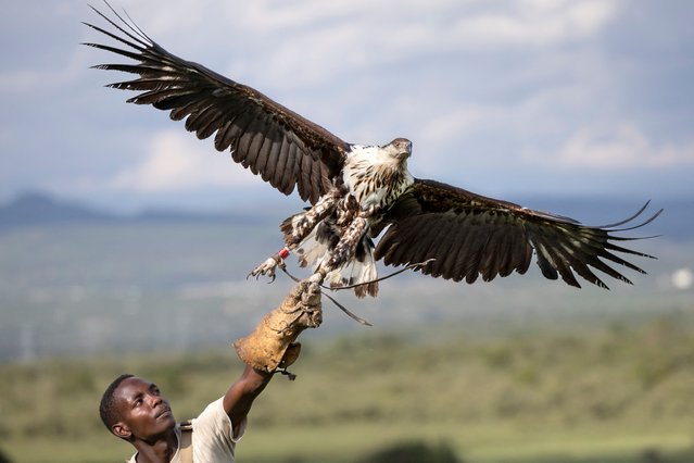 Raptor technician John Kyalo Mwanzia rehabilitates a juvenile Fish Eagle to flight after it was treated for grounding injuries sustained in a territorial fight at the Lake Naivasha habitat that's bustling with the species, at the Soysambu Raptor Centre, one of the Kenya Bird of Prey Trust's veterinary and rehabilitation facilities, in Soysambu conservancy, Nakuru on April 17, 2024. (Photo by Tony Karumba/AFP Photo)