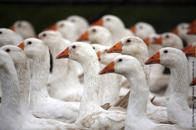 Geese Seen In Fields As They Are Outdoor Reared For Christmas