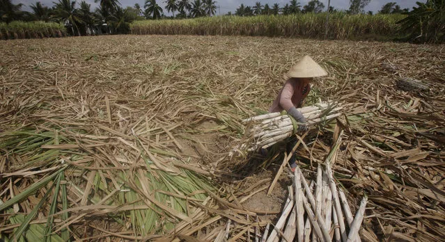 A farmer harvests dried sugarcane on her drought-stricken farm in Soc Trang province in the Mekong Delta, Vietnam March 31, 2016. Picture taken on March 31, 2016. (Photo by Reuters/Kham)