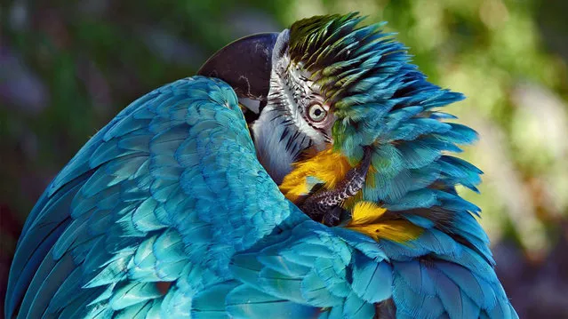 “Absolute Head Scratcher” is an image of a blue macaw. Quebec City, Canada. (Photo by Richard Masters/Smithsonian.com)