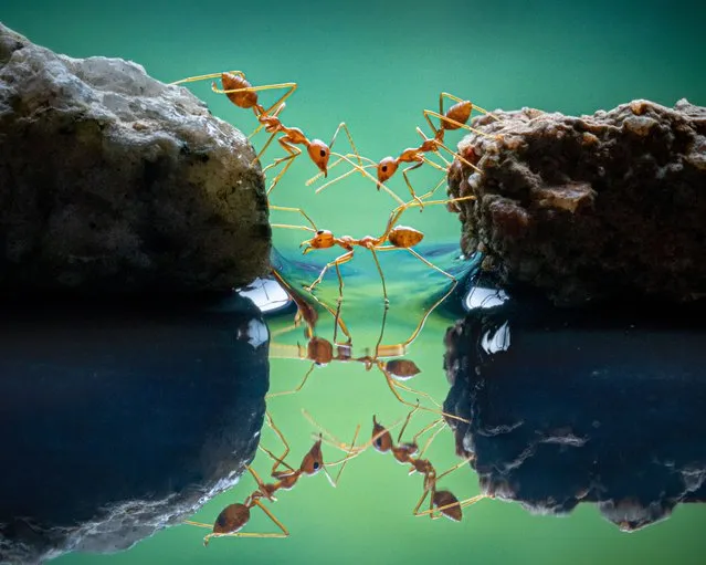 Red ants crossing in Indonesia. The gold winner in the behaviour – invertebrates category. (Photo by Chin Leong Teo/World Nature Photography Awards)