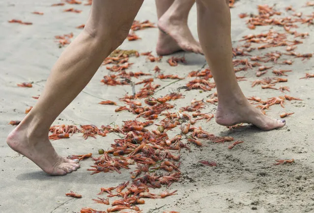 Sylvie Bergeron, of San Diego and her sister Line Bergeron, of Quebec, walk over tuna crabs that washed up onto the beach at Shaw's Cove in Laguna Beach, Calif. Friday, May 13, 2016. Pelagic red crabs are usually found off Baja California but currents that are part of the El Nino weather pattern are sweeping them north.  (Photo by Kevin Sullivan/The Orange County Register via AP Photo)