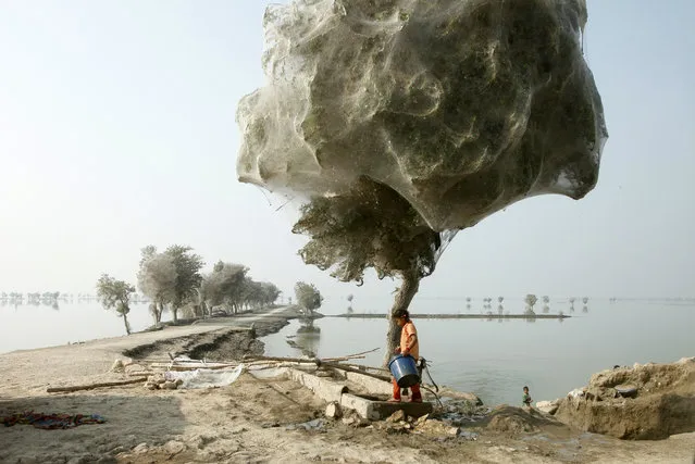 Spiderweb Cocooned Trees In Pakistan