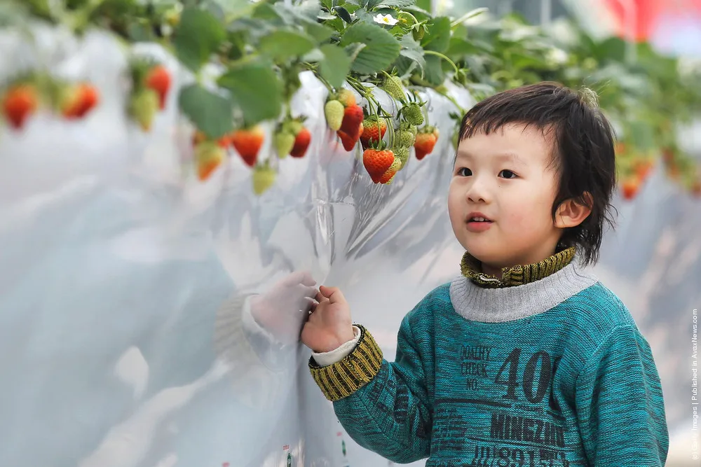 7th International Strawberry Symposium In Beijing
