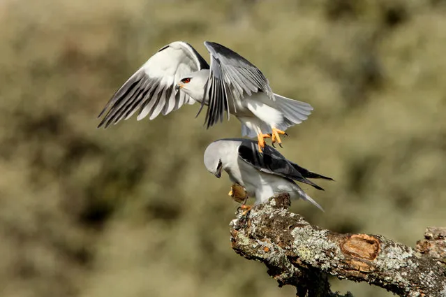 A black-winged kite in Spain. (Photo by Alamy Stock Photo)