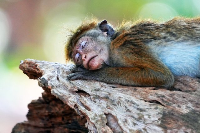 A toque macaque (Macaca sinica) is sleeping on the tree bench in Dambulla, Sri Lanka, on July 25, 2024. The toque macaque is a reddish-brown-colored Old World monkey endemic to Sri Lanka, where it is known as the rilewa or rilawa. Its name refers to the whorl of hair at the crown of the head, reminiscent of a brimless toque cap. (Photo by Thilina Kaluthotage/NurPhoto/Rex Features/Shutterstock)