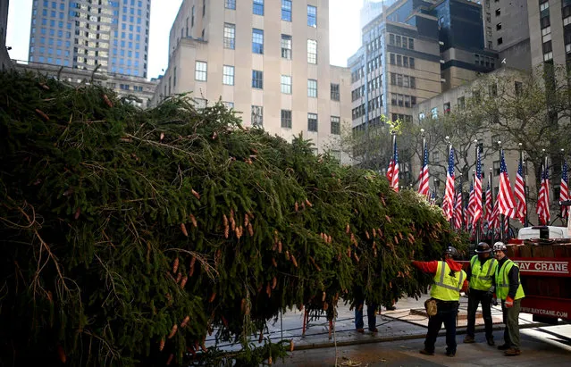 Workers raise the Rockefeller Center Christmas Tree in front of the Rockefeller Center in New York City on November 9, 2019. The 77-foot tall tree is from the village of Florida in Orange County, New York. (Photo by Johannes Eisele/AFP Photo)