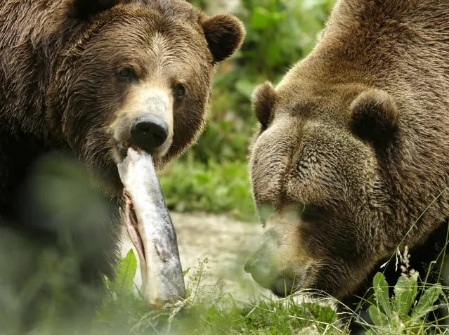 Two grizzly bears at the Woodland Park Zoo eat salmon after the fish was tossed to them by fishmongers from Pike Place Fish Market, Thursday, June 2, 2016, in Seattle. (Photo by Ted S. Warren/AP Photo)
