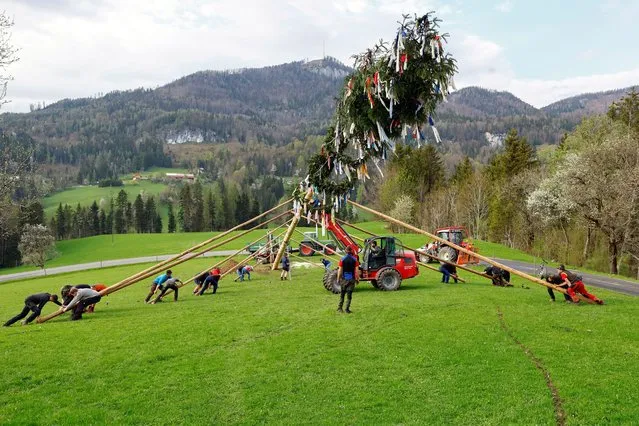 Farmers erect a maypole with the help of wooden poles and a tractor in Windischgarsten, Austria, April 30, 2022. The maypole is a long-standing tradition of the Austrian countryside celebrating the beginning of spring. (Photo by Lisa Leutner/Reuters)