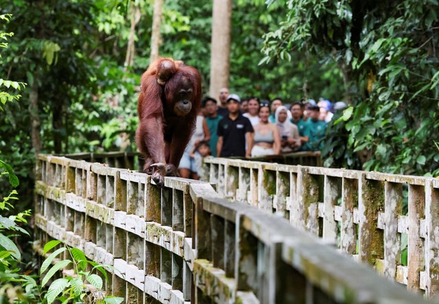 A female Bornean orangutan carries her offspring at a rehabilitation centre in Sepilok, Malaysia on August 17, 2024. (Photo by Hasnoor Hussain/Reuters)