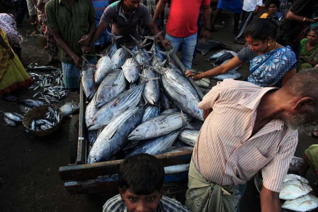 An Indian fisherman pulls a cart loaded with tuna in Chennai on June 5, 2016, as fishermen return with their catch after a 45-day fishing ban on the east coast of India. (Photo by Arun Sankar/AFP Photo)