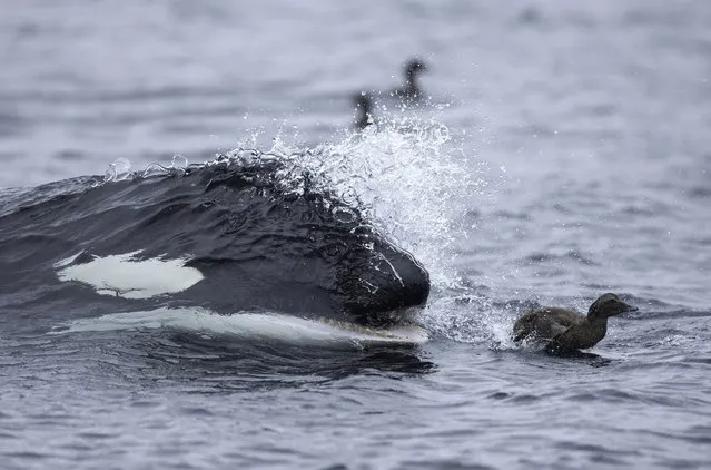 Wildlife photographer Guy Edwardes snapped the pod of orcas as they hunted eider ducks off north-east coast of Scotland. For many unlucky birds known as Eiders, the looming black fin and gaping jaws of the killer whales were the last things they would see. The waters surrounding the Scottish islands are one of best places in Britain to catch a glimpse of orcas. Killer whales hunt in packs and can grow up to 32ft long and weight as ten tons. (Photo by Guy Edwardes)