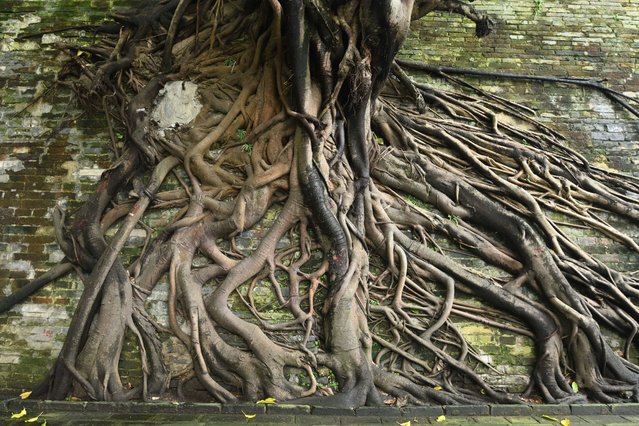 Footage taken in Nanning, China, on August 20, 2024, shows the roots of trees deep into the brick cracks of the ancient city wall. (Photo by Costfoto/NurPhoto/Rex Features/Shutterstock)