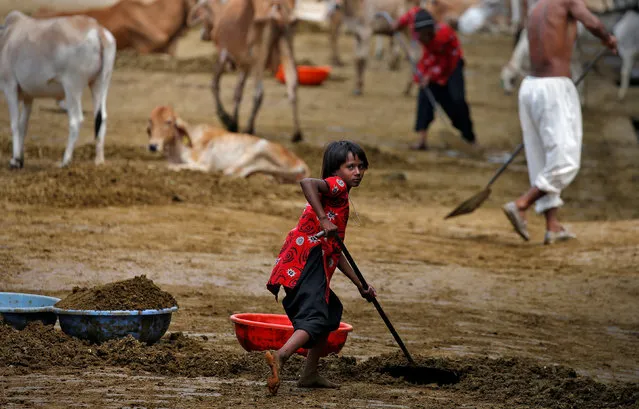 A girl clears cow manure at a Gaushala or cow sanctuary in Barsana, India, June13, 2017. (Photo by Cathal McNaughton/Reuters)