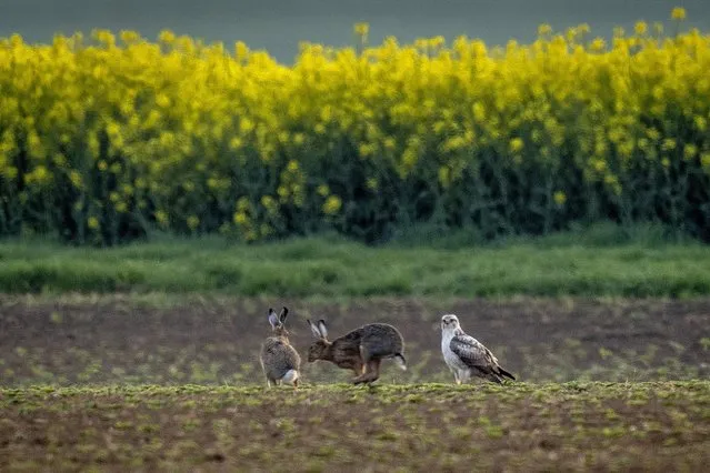 A white buzzard watches a hare run by on a field outside Frankfurt, Germany, Monday, May 2, 2022. (Photo by Michael Probst/AP Photo)
