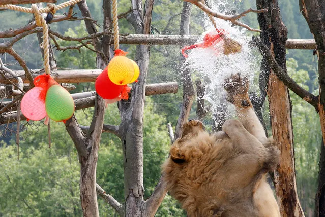 A lion plays with balloons filled with water on a hot day at an amusement park in Yongin, South Korea, June 21, 2017. (Photo by Kim Hong-Ji/Reuters)